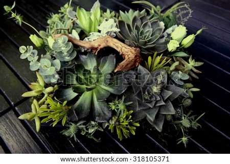 A group of Kalanchoe and succulent plants in the garden tray in a vintage style picture