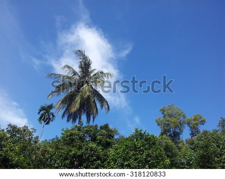 Coconut tree under blue sky and fluffy clouds