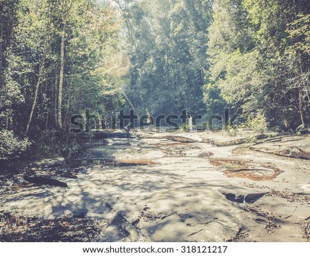 retro deep forest with stone way to walk in