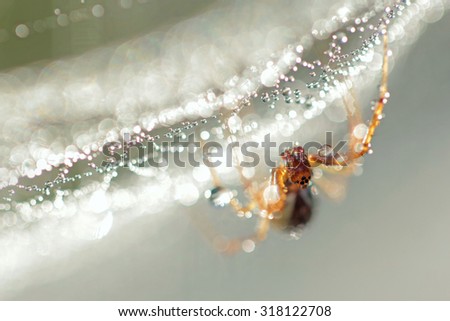 spider on a web with dew drops early in the morning