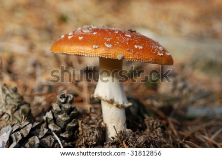 Red mushroom with white spots