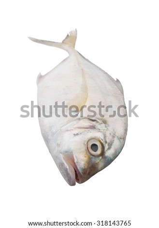 Imposter trevally fish isolated on white background