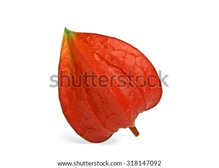 Fresh physalis (cape gooseberry) on a white background