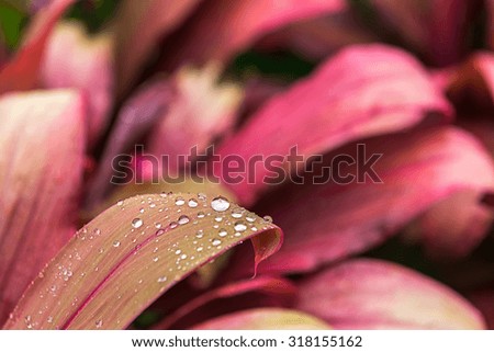 purple leaves with drops of rain