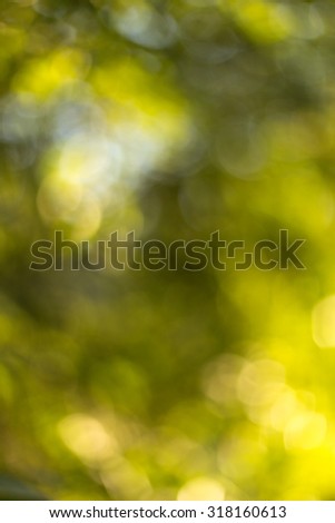 Blurred leaves on the tree, abstract