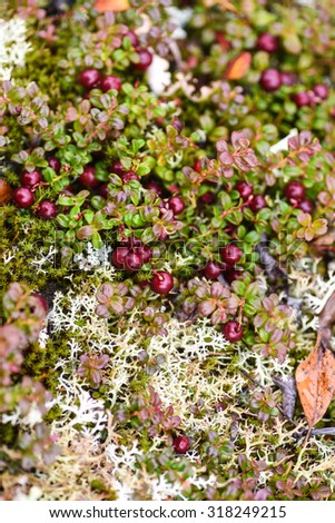 Low-bush cranberries, also known as Lingonberry. Royalty-Free Stock Photo #318249215