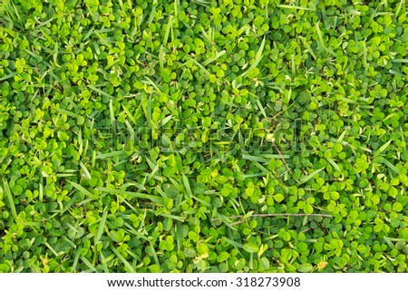 Green grass texture from a field.
