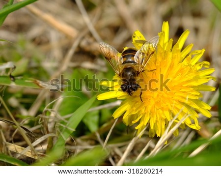 horse fly and the dandelion flower #2