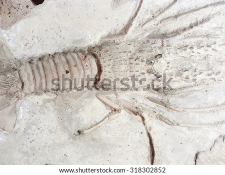 Shrimp print on natural style cement texture