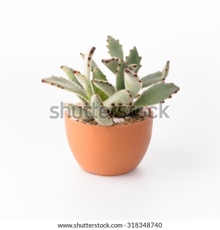 Succulent Isolate on white background Royalty-Free Stock Photo #318348740