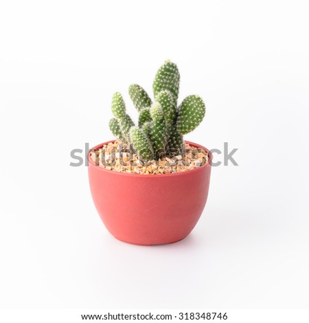 Cactus Isolate on white background Royalty-Free Stock Photo #318348746