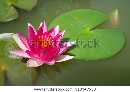 Beautiful water lily on the water