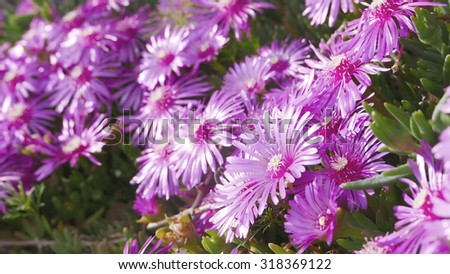 purple wildflower