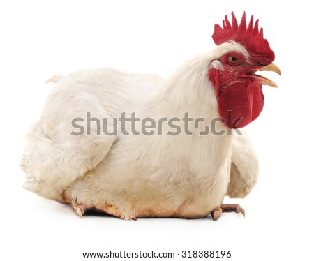 White rooster isolated on a white background.