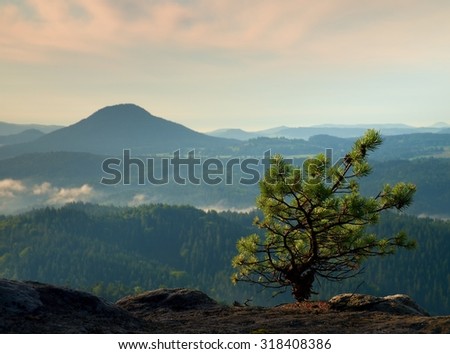 Wild bonsai of small pine on sandstone rocks. Blue mist in valley below peak.
