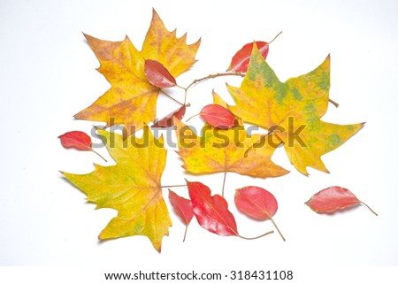 Autumn series, colorful autumn leaves on white background.