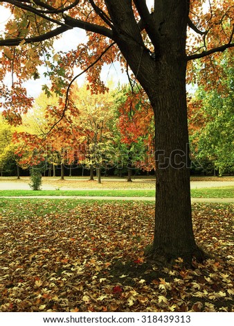 Maple tree in autumn park. Quebec, Canada.
