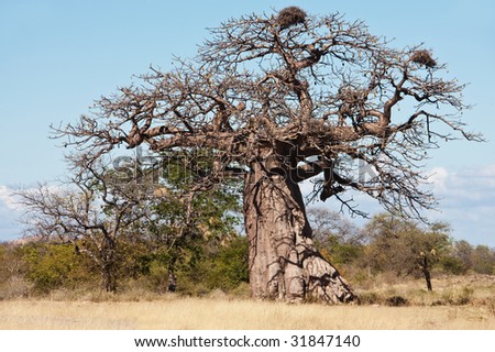 baobab tree full with fruits and few birds nests