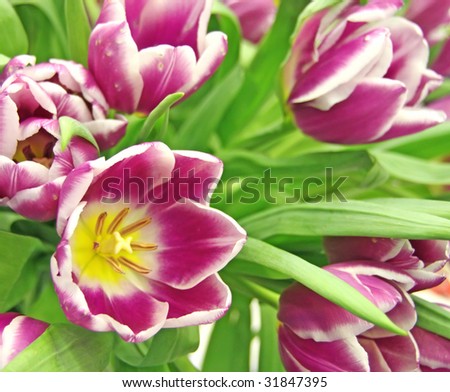 Rare species of cardinal tulips. More in MY GALLERY