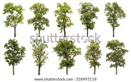 Collection of great tree isolated on white background