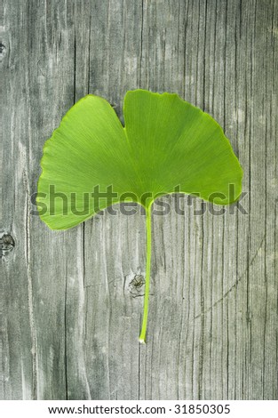 ginkgo leaf on old wood