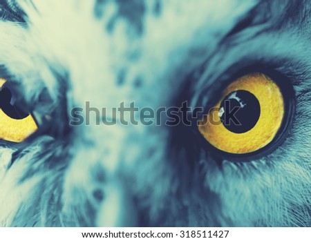 portrait of Boreal Owl (Aegolius funereus), cross-processing effect