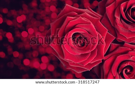 Three dark red velvet roses