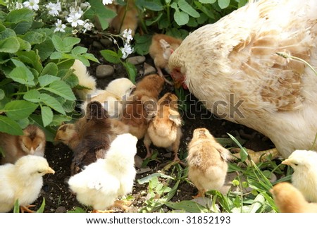 Chicken feed their young chicks