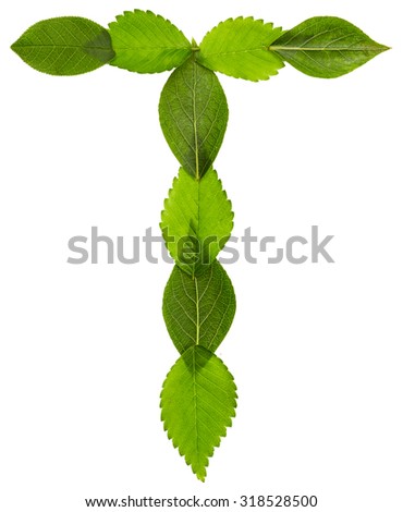 Alphabet from green leaves isolated on white background. Letter T