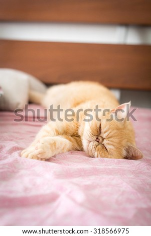 Exotic ginger cat playfully laying on bed