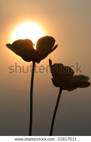 Buttercup silhouette in sunset