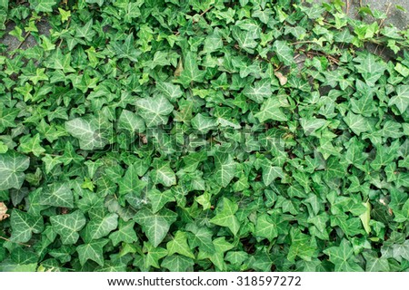 Ivy green climbing the ordinary