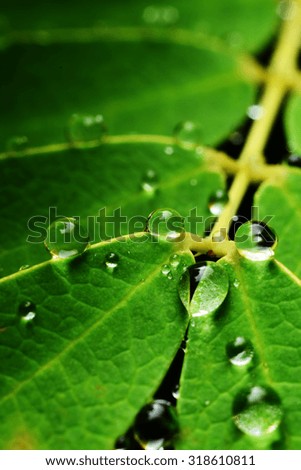 Leaf with water drops on it, Close up