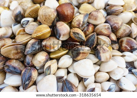 fresh clams on market display. Selective focus image.