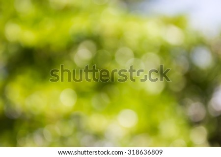 natural tree bokeh for abstract fresh green background 
