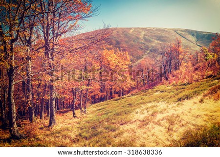 Beautiful landscape with sunny autumn forest in mountain, vintage picture