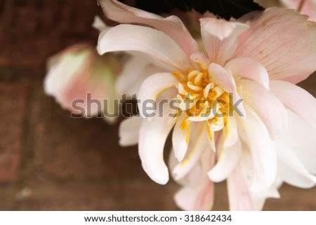 Closeup of beautiful pale pink begonia flowers