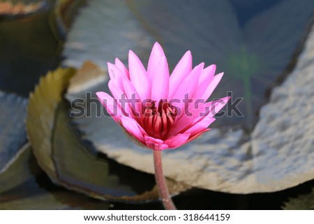 violet lotus