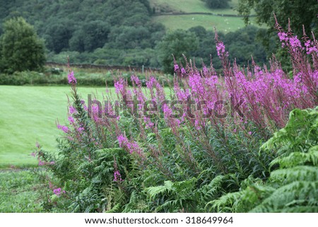 Beautiful views of the Lakes District in Cumbria, United Kingdom with pink flowers in foreground