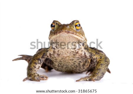 Brown toad (bufo bufo)