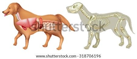 Anatomy and skelton of dog  illustration