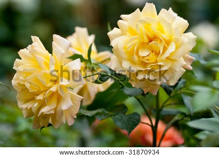 Wild yellow roses