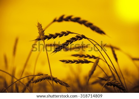 nature background of wheat against the yellow or orange sunset sky backdrop Reap stalks and stems closeup. Nature photo Idea of a rich harvest Space of the setting sun rays on horizon in rural meadow