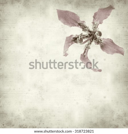 textured old paper background with silk floss tree flower