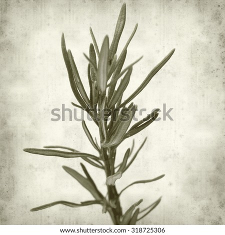 textured old paper background with rosemary twig