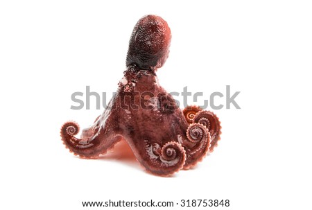 meat octopus on a white background