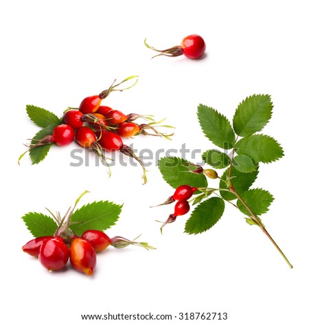 Set of isolated rosehip branch with leaves and ripe hips. Dog-rose, shipovnik, briar
 Royalty-Free Stock Photo #318762713