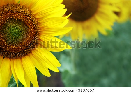 vivid yellow Sunflowers blooming in summer