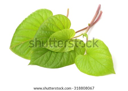 leaf of sweet potato