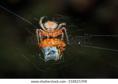 Insect, macro insects, spiders-Spiders are eaten prey.
